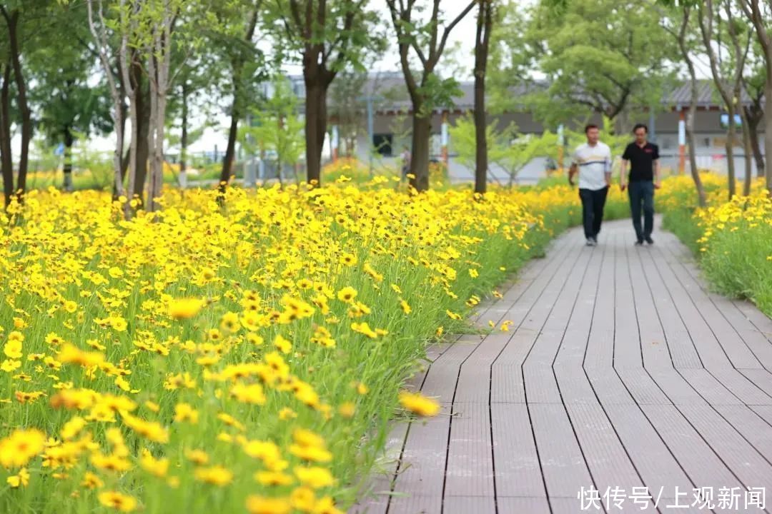 金鸡菊花海推荐上新，约吗？