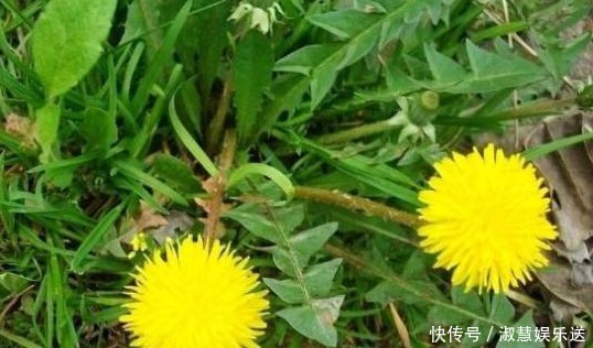 补血|三伏天到了,女人多吃以下食物,补血润肤,排毒消脂,好处多多