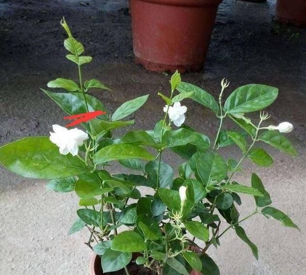 满园|茉莉花养成“老桩”,1次开花上百朵,满园花香,技巧有4个