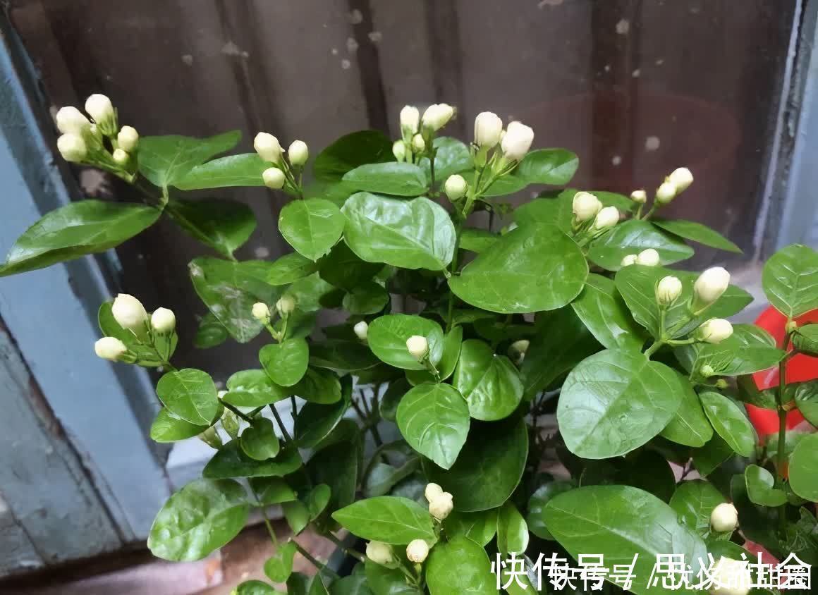 花苞|养茉莉花有“3点”很重要，株型更美，开花更多，又香又好看