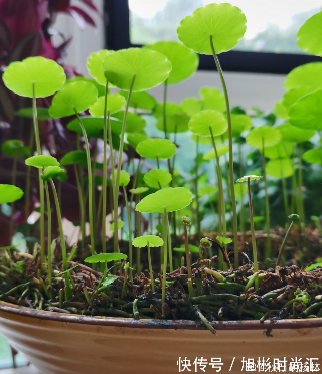 10种花，一天不见水就萎缩，狂补水就对了！