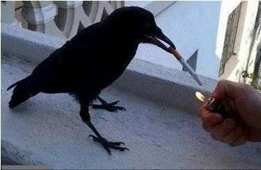 |搞笑图片幽默段子笑话鸟儿也很气派啊,还会抽烟呢,真不错哦