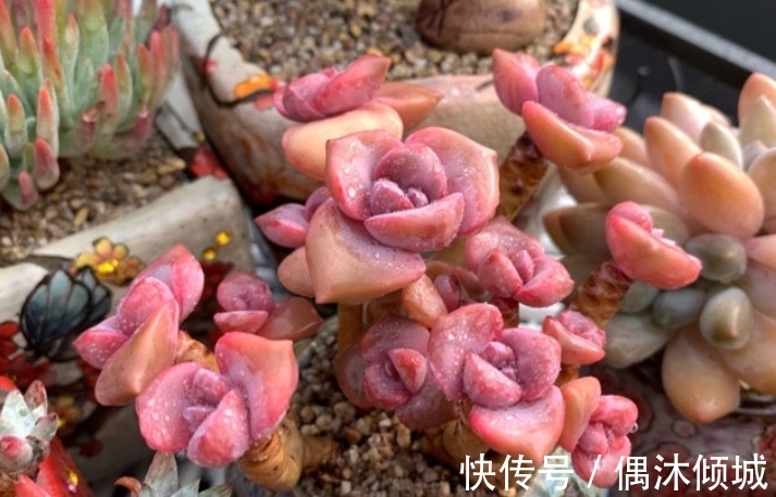 唐印|11月份买什么多肉好?当然要买这7款容易上色的多肉,服盆就变美