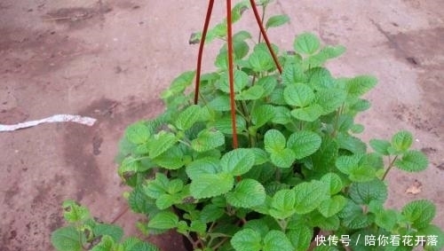 吸毒草|农村常见的一种植物,漂亮又好养,家里养2盆,有毒气体一扫光!