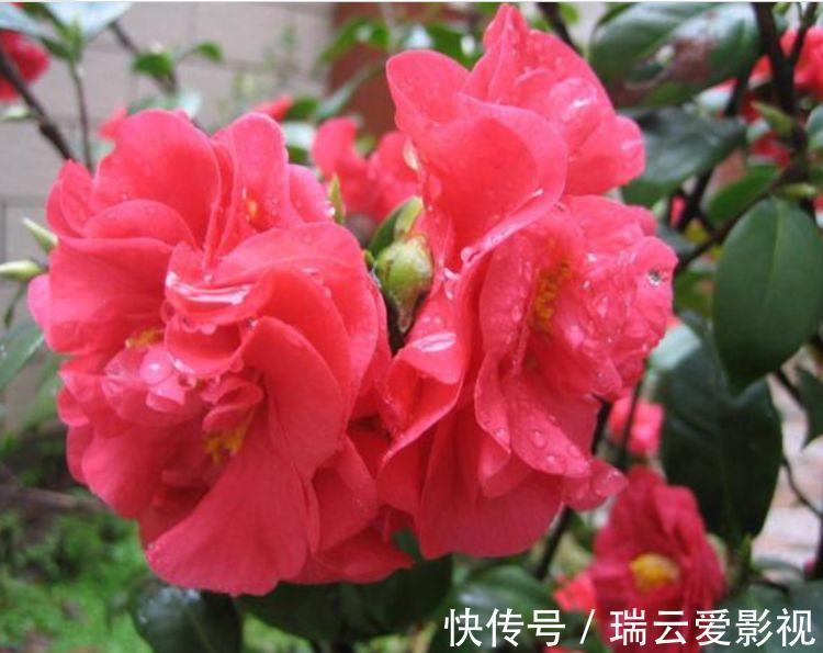 养此款花卉,花大服盆快,四季有花开,花香四溢飘满屋,美