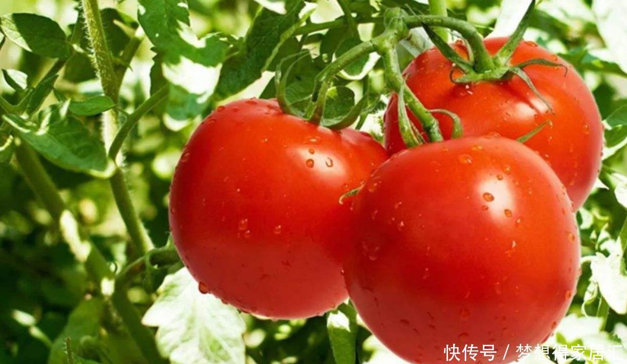 阳台上只会养花?学会这6招,阳台上还能收获硕果累累的西红柿