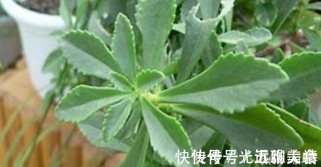 降脂药|看到需当心!3类药,长期吃造成“肝损伤”,想肝好要远离