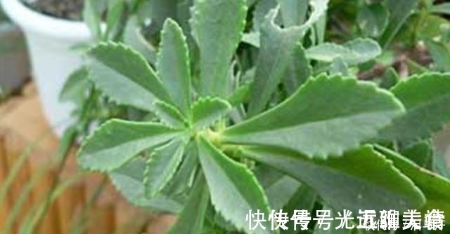 降脂药|看到需当心！3类药，长期吃造成“肝损伤”，想肝好要远离