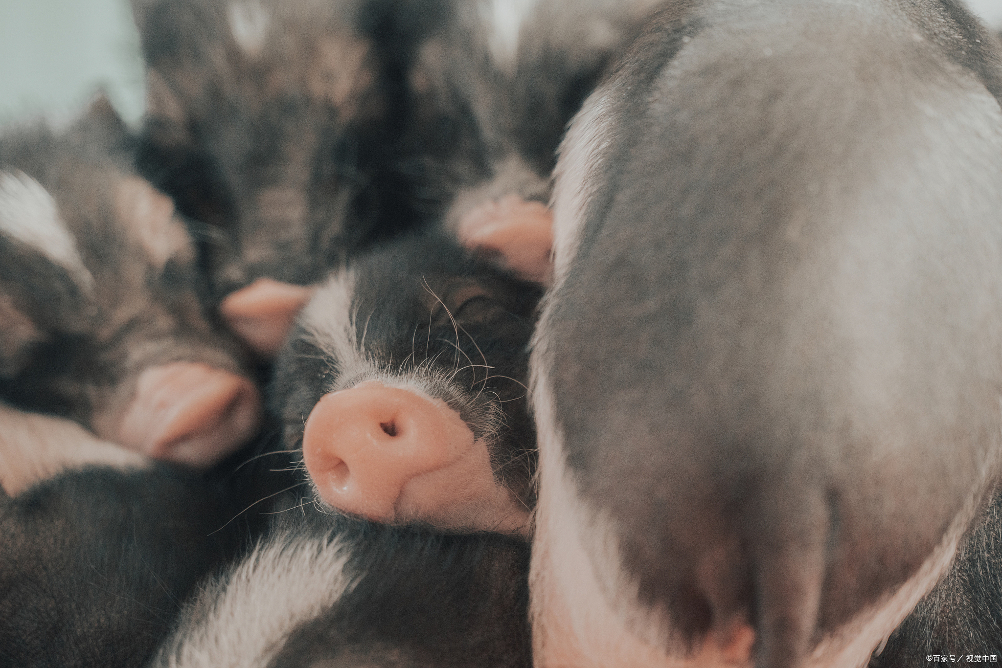 猪传染性胃肠炎|猪流行性腹泻怎么治