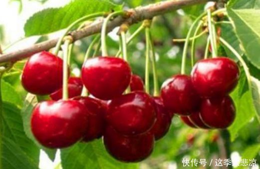 健康长寿|想长寿全靠吃,3种食物不能少,补充营养,提高免疫力