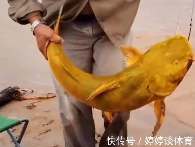 水质|罕见！黄河“巨型黄辣丁”被人钓起，钓友：太大了，还能吃吗