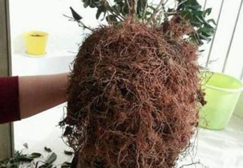  花苞|家里的花卉翻下盆，半年就能花苞满枝头，这些小技巧很实用