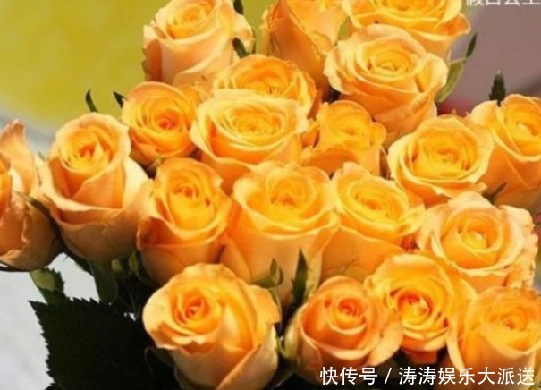 花瓣|喜欢菊花,不如养“高端玫瑰”假日公主,金色花瓣,熠熠生辉