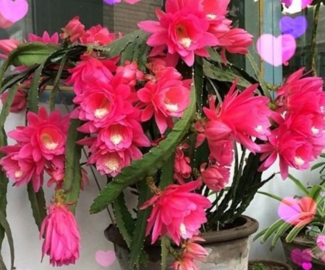 5种“女王花”，美出新天地，开花漂亮花期长，谁养谁喜欢