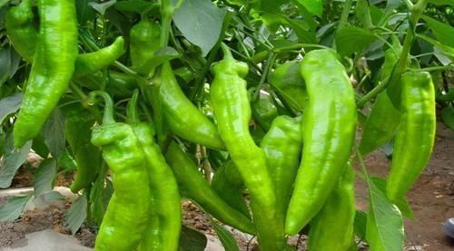 会吃的人更健康,3种食物不错过,排毒养颜,身体棒棒哒!