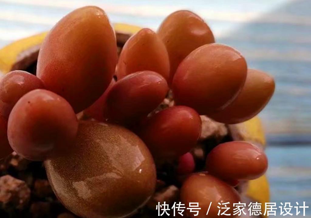 叶片|一众多肉中,桃蛋是心中最痛,因为真难养,还好有这些品种取代它