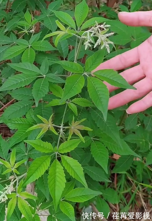 野草|人称“五指风”,一种农村常见野草,摘些来晒干,你认识它吗?