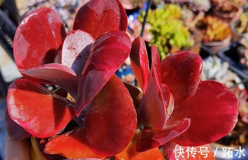 多肉小盆换大盆不脱土行吗?理论上可以,但建议脱土修根重栽为佳