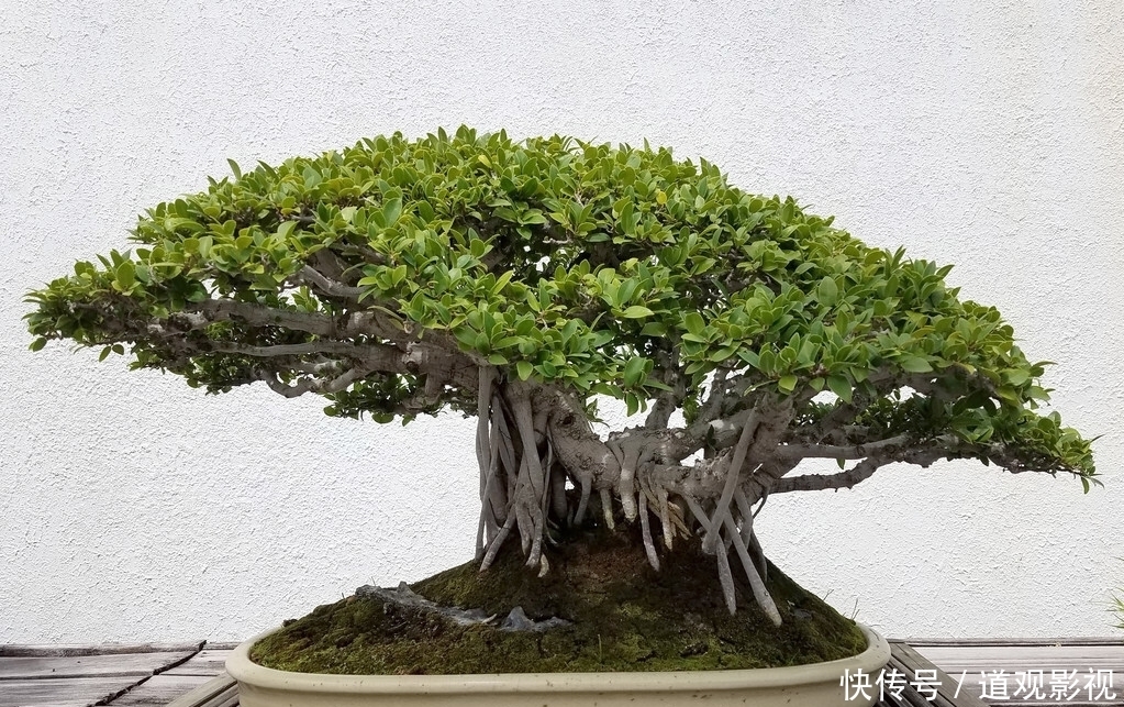 盆景的养护工作中,频繁出现徒长枝,4点原因要牢记,及时改正