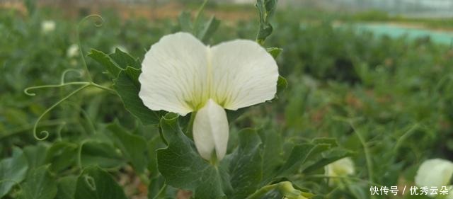 清妍豌豆开白花,用心赏悦美如画