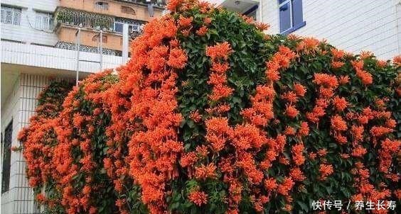 一种花,喜庆好养、易繁殖,开花鲜艳夺目,一次能开1000朵!