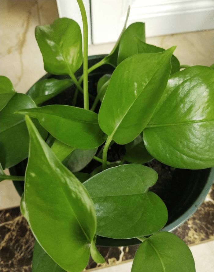 电脑旁养盆小绿植，明目护眼还能净化空气，跟着养护专家学起来吧