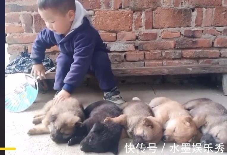 调皮|4岁萌娃哄狗宝宝睡觉,一口气哄睡5只,家长:轻松,家里安静多了