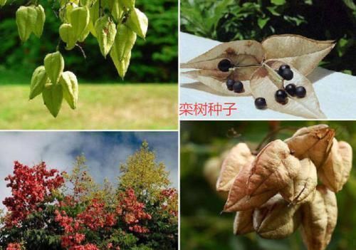 女儿|12岁女儿把家里的万元电视砸了,不满家长批评教育,孩子火气真大