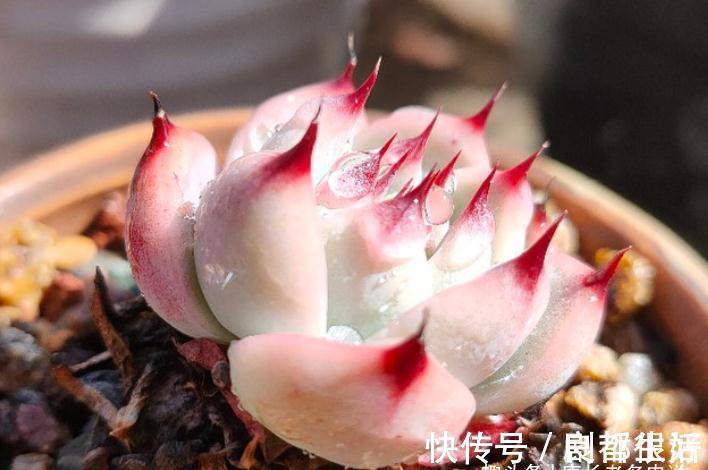 黄桃|想打造多肉十里桃林?别只盯着桃蛋,此8个品种也许更合你的口味