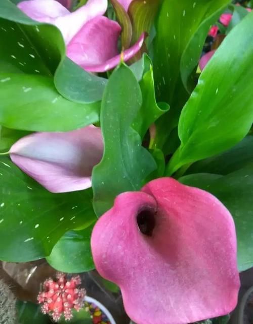 养天竺葵最怕什么？