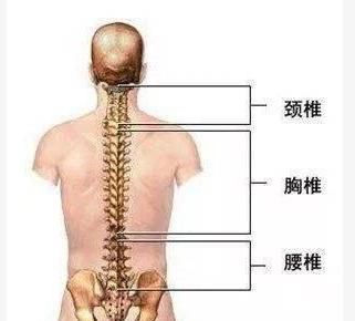 左背部肩胛骨下方麻木