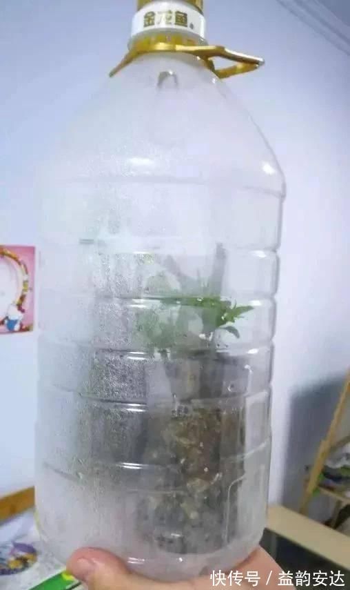家里的塑料油桶别扔，有3个“妙用”，种菜效率高，扦插生根快