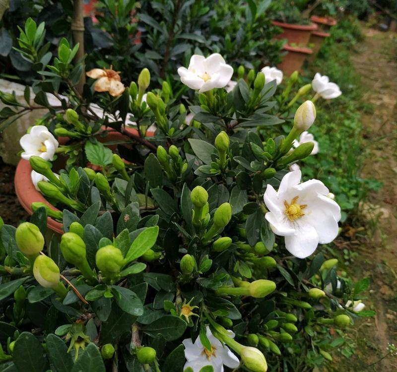 秋天3种花，千万不要买，买了难养活，白白浪费钱