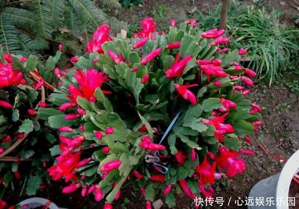 黄豆|什么废油、黄豆水都不如这种水,浇啥旺啥,是真正的“万能水”!