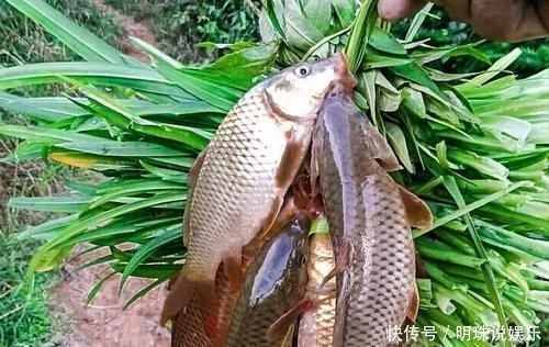 鲫鱼|我国特有的鱼,常误认是“小杂鱼”,曾是朝廷贡品,如今1斤50元