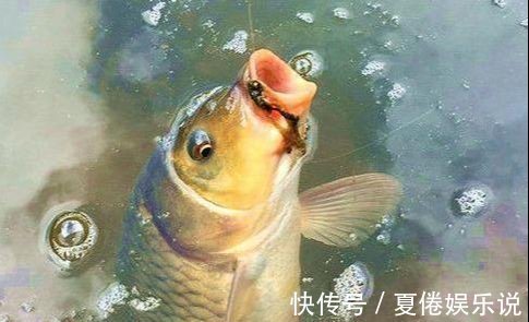 垂钓|八月钓鲤鱼用上这几招才过瘾,不管在哪钓,半天就爆护