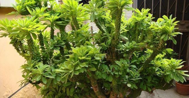 门口养了一棵“气派花”,生命力强很养眼,寓意好能镇宅