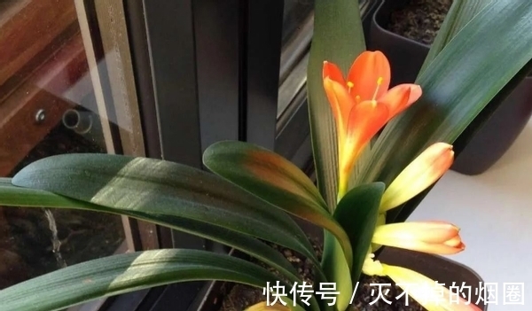 君子兰|善用酒水养叶、酵素壮根、松针松土,养君子兰才能观花赏叶