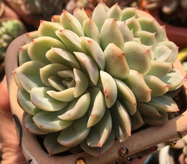 全面分析多肉植物黑腐的原因，清楚这些，不怕多肉养不活长不大