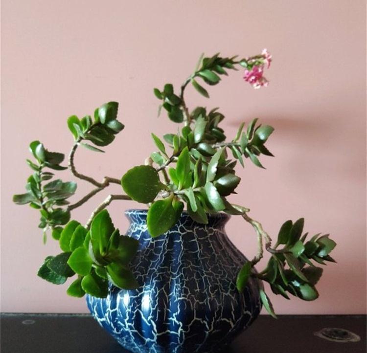 刚扦插的长寿花结了花苞,这样处理,秋天花不爆盆都难