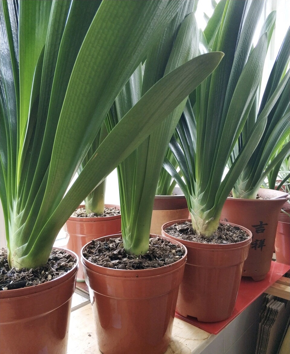 君子兰是个“肥罐子”,30天喂上10粒“肥”,新叶蹭蹭冒!