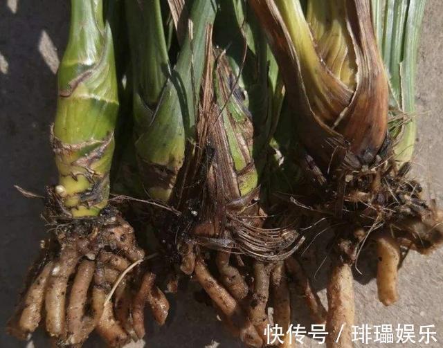 “树叶”垫盆底，将君子兰种下去，根系壮，“花苞”开始变多！