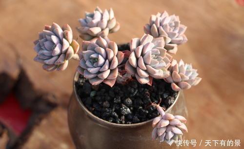 叶片|20款高贵梦幻紫色多肉,养一盆“紫气东来”,总有一款是你喜欢的