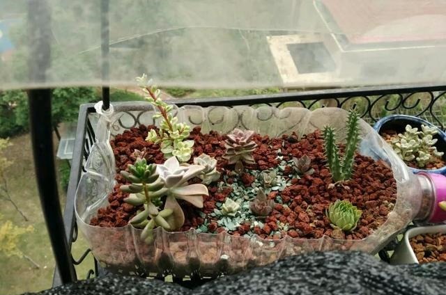 只要家里有油桶,就不用花钱买花盆!多肉种在油桶里,叶子胖嘟嘟