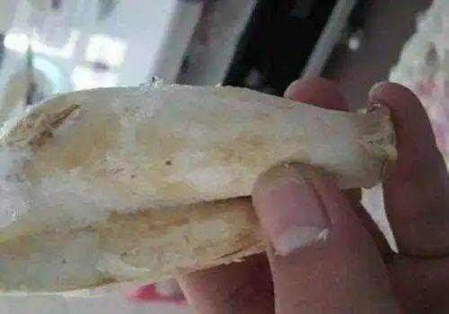 买杏鲍菇时，该挑大的还是小的？菜贩子透露，今后别再乱买了