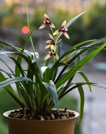 兰花花期过后,要不要剪花,要的话,该怎么剪