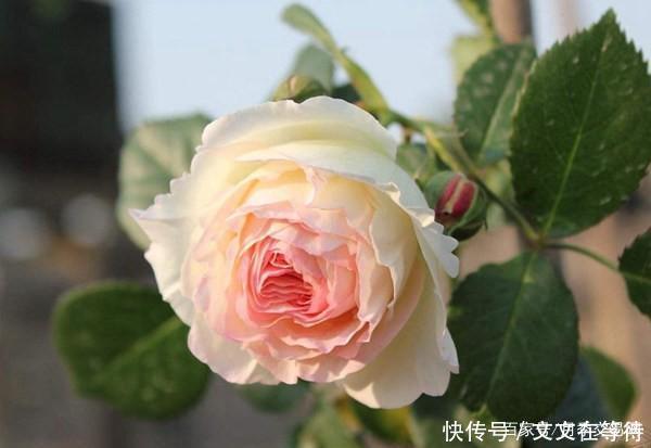 30种经典月季大合集,好看还养眼,看看你喜欢哪个