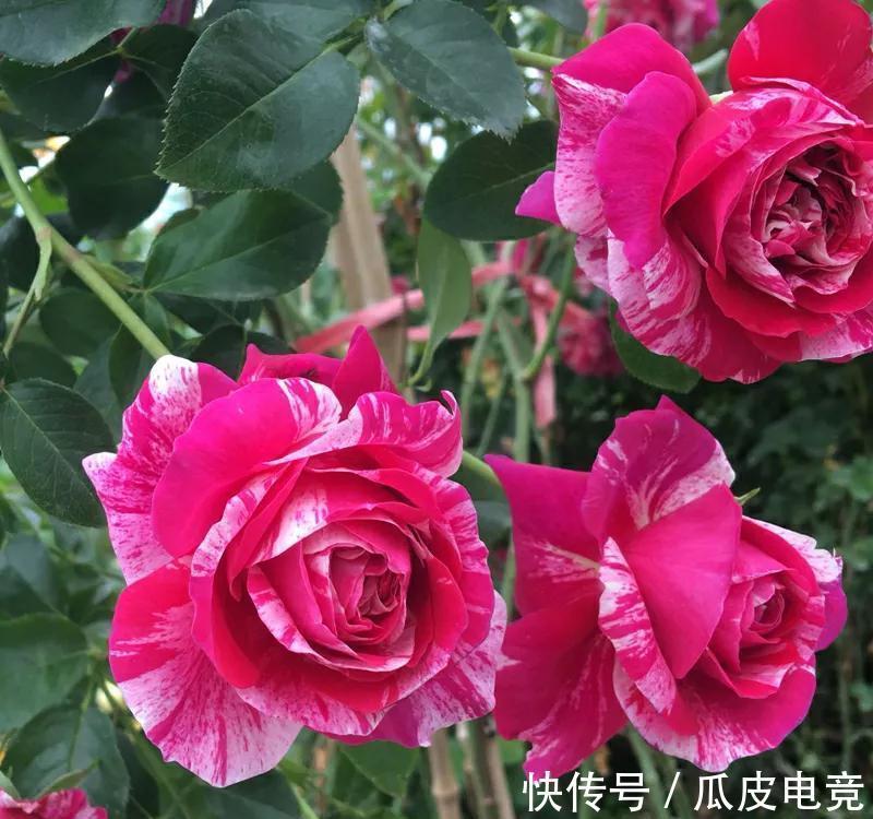 月季总是黄叶，没生机，原因都在这里，看看你属于哪一个