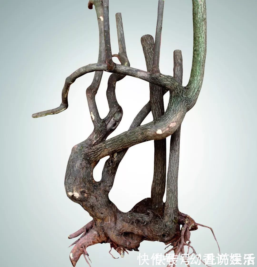 三角梅盆景制作6步曲,看懂了自己也能做出精美绝伦的三角梅盆景