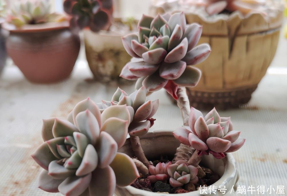 尽管红粉佳人是普货多肉品种,但是出状态之后,一点都不比贵货差